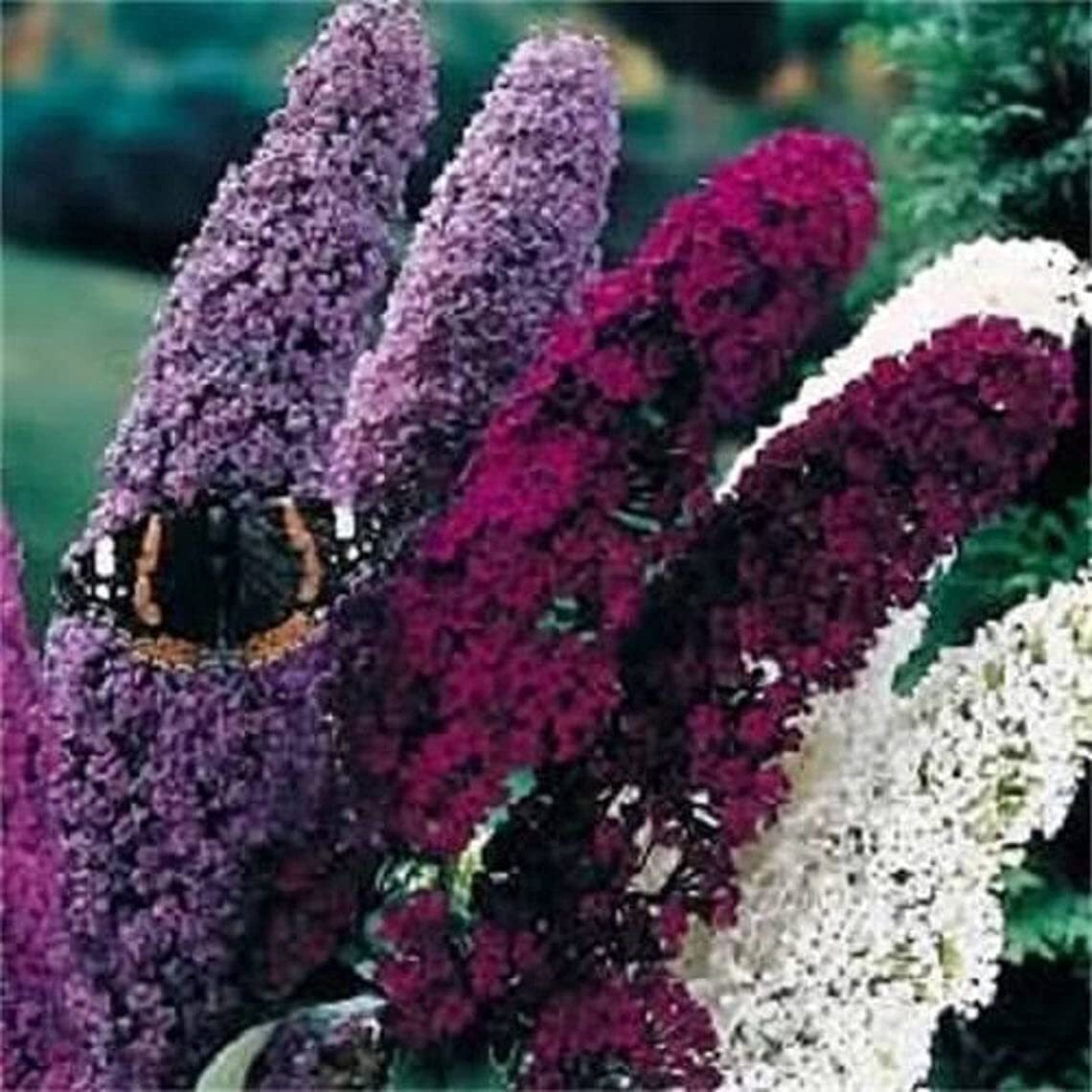 50 Mixed Colors Butterfly Bush Buddleia Davidii Flower Shrub Seeds