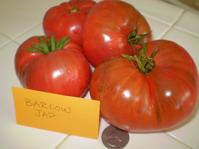 Barlow Jap tomato seeds non-gmo heirloom open pollinated SUPER DELICIOUS 25