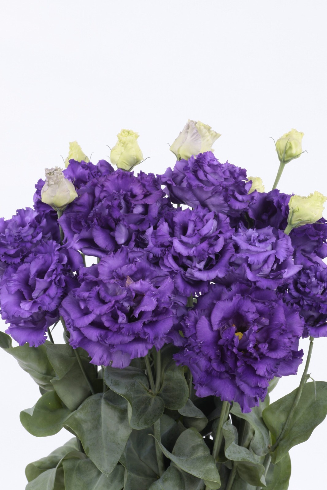Lisianthus Live Plant, Healthy Starter Ready to Grow Long-lasting Flower