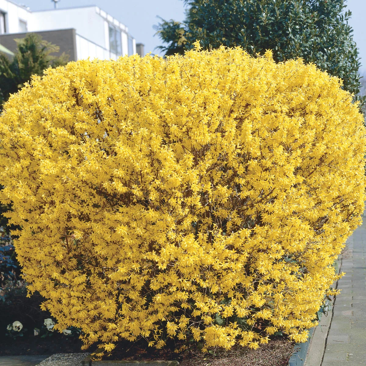 12 Lynwood Gold Forsythia`Lynwood”Cuttings Not Rooted.