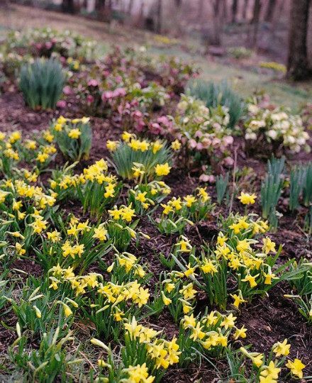 3 Miniature Daffodil BULBS ~ Mini Rock Gardens **Spring Planting