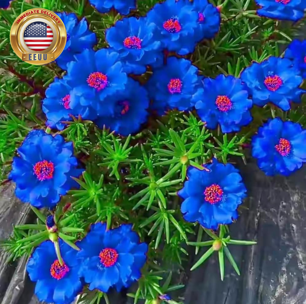 10000+Mixed Portulaca Moss Rose Seeds for Planting Outdoor Beautiful Garden Deco