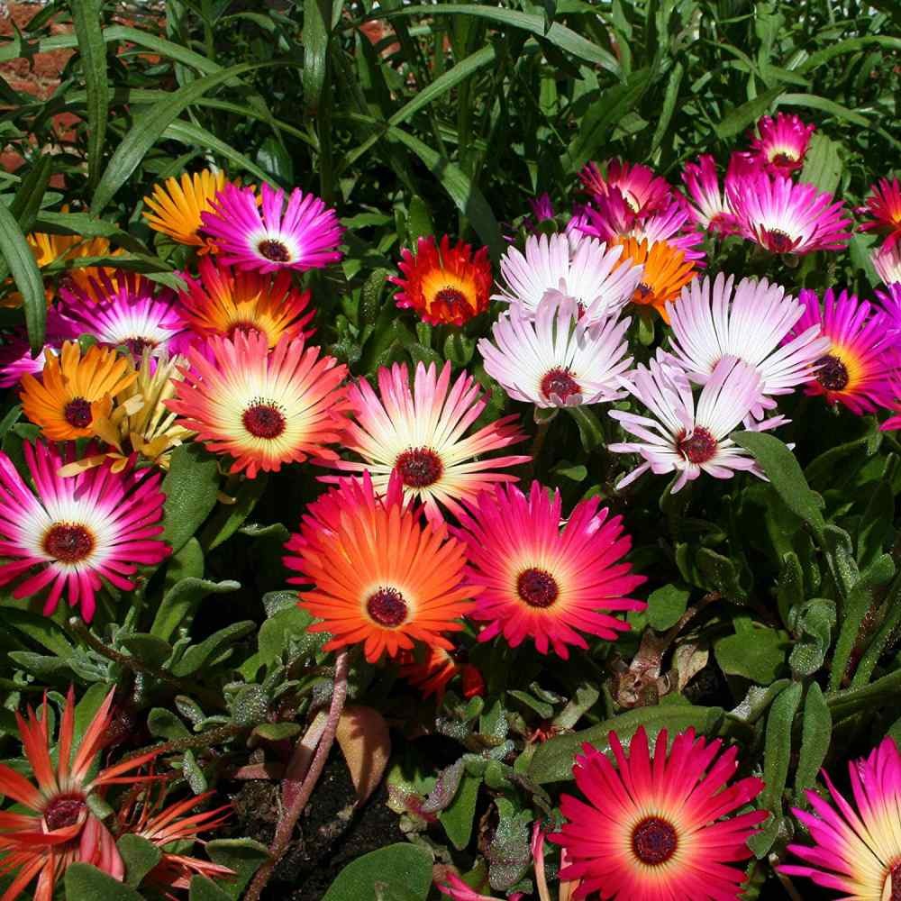 10000 Seeds Ice Plant Seed Mix For Planting – Livingstone Daisy Ice Plant