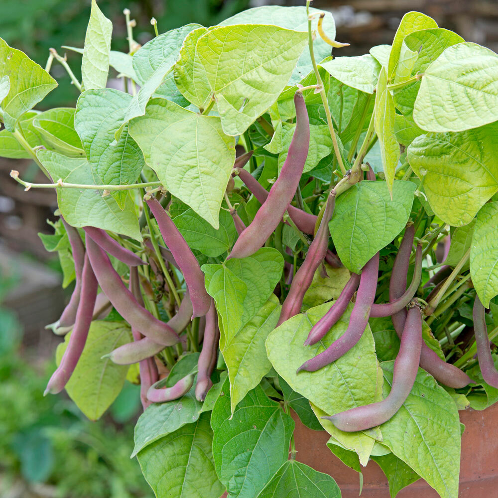 Red Swan Bush Green Beans, Romano type Green Beans 50 Seeds 2024