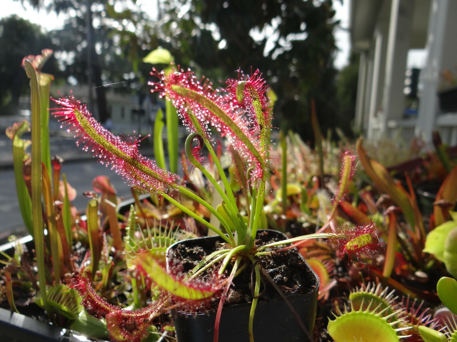 LIVE Carnivorous Cape Sundew (Drosera capensis Typical) Small Plant