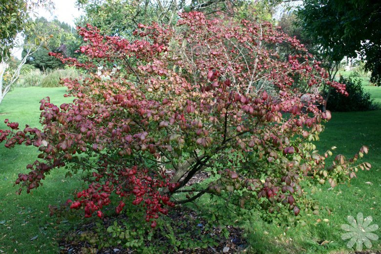Scarlet Euonymus, Euonymus sachalinensis, Shrub Seeds