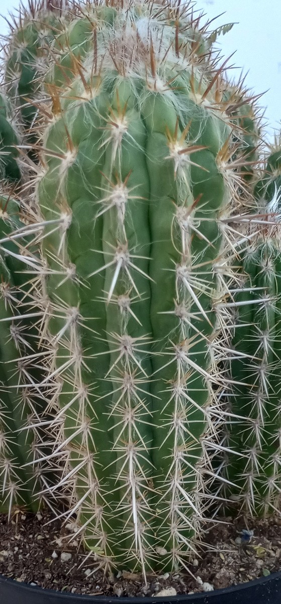 Pilosocereus (Xiquexique) gounellei Brazil Blue Columnar Cactus 127