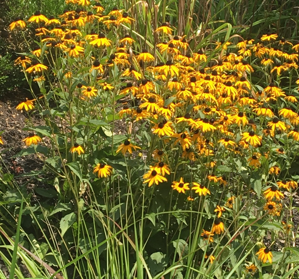 Rudbeckia ‘Goldsturm” 25 Plants in 3-1/2 inch Pots