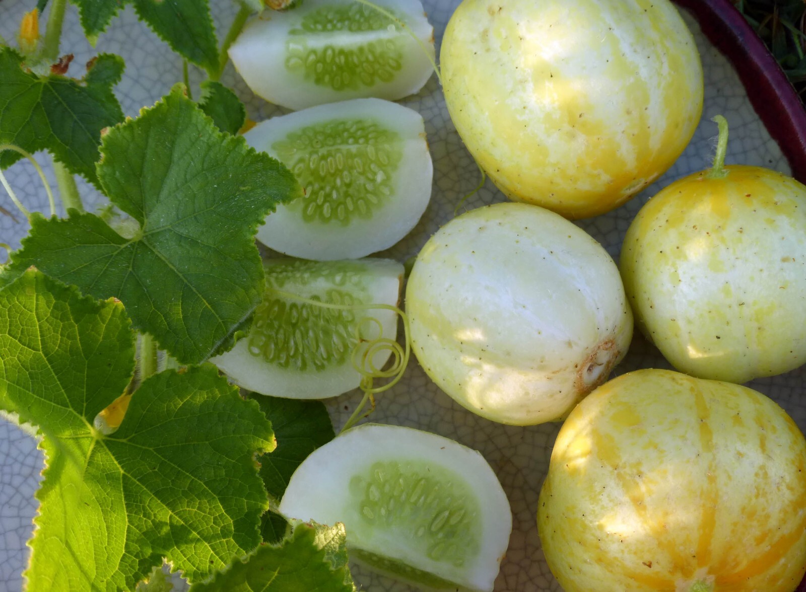 cucumber seeds many varieties YOU CHOOSE all NON GMO easy to grow pickles