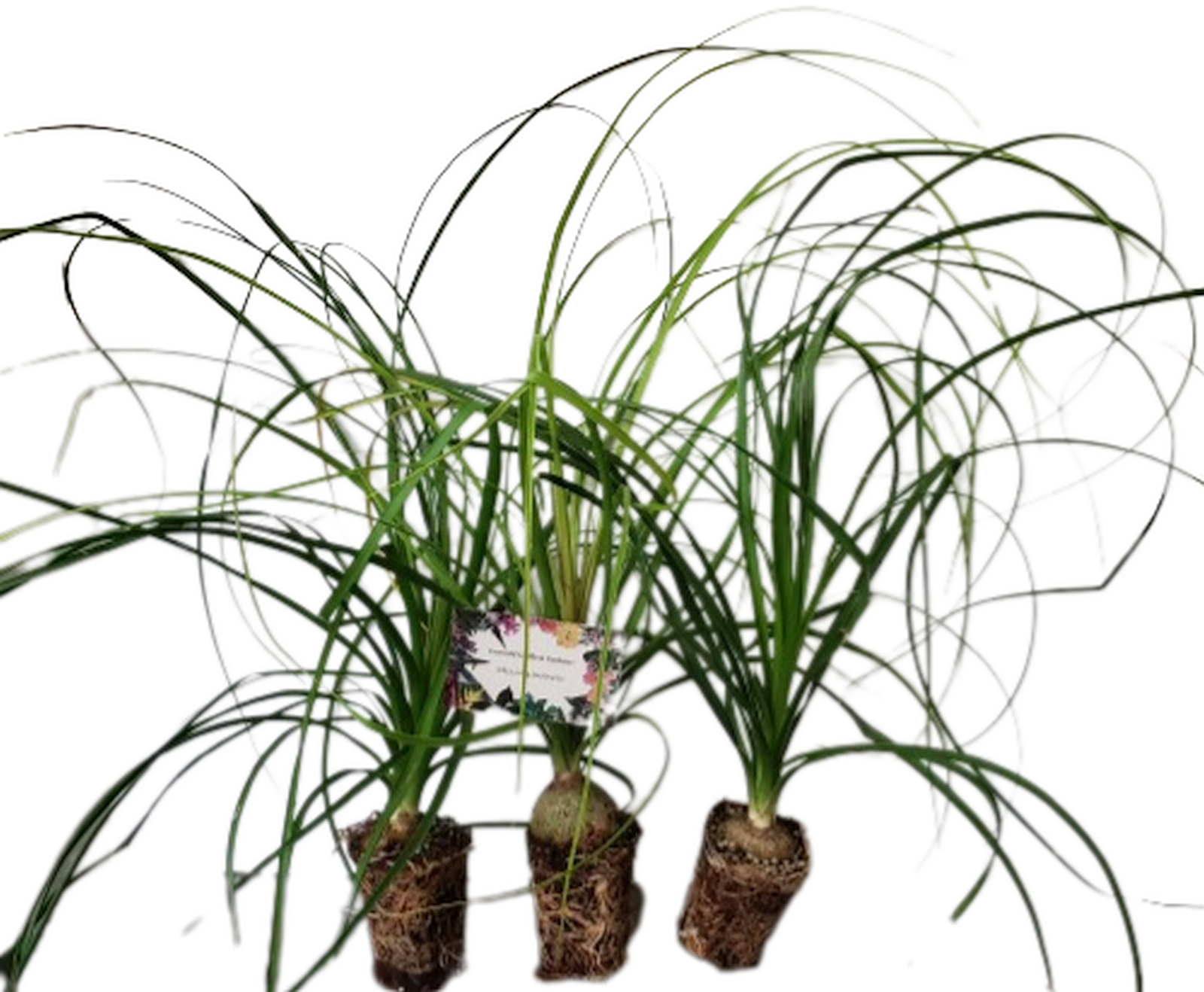 Pony Tail Palm Beaucarnea recurvata Live Tropical Tree Plants Starter 3 PK