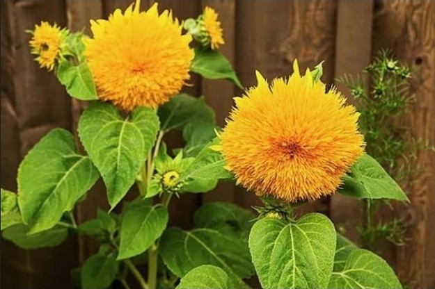 Sunflower “Teddy Bear” – 100 Seeds – Attracts Birds/Butterflies
