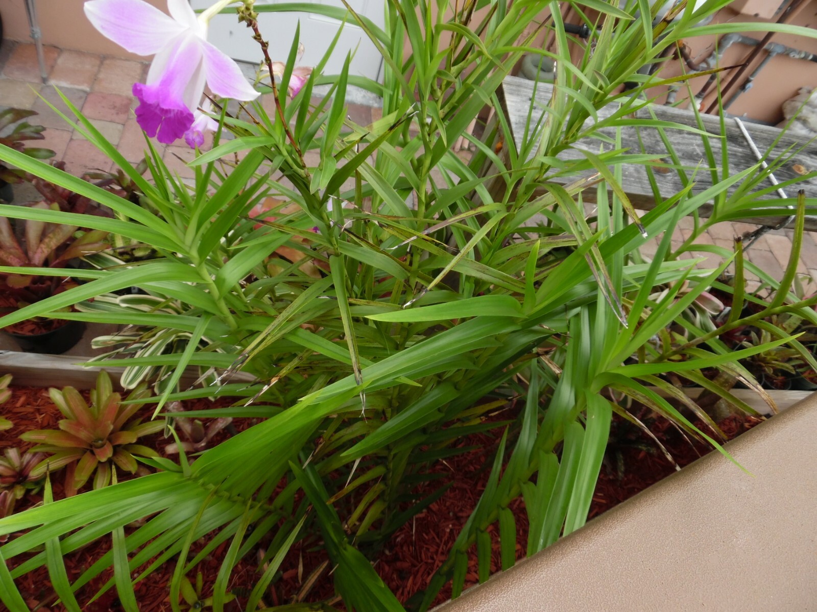Arundina Graminifolia BAMBOO ORCHID one tropical plant pup offset *SUPER TALL*