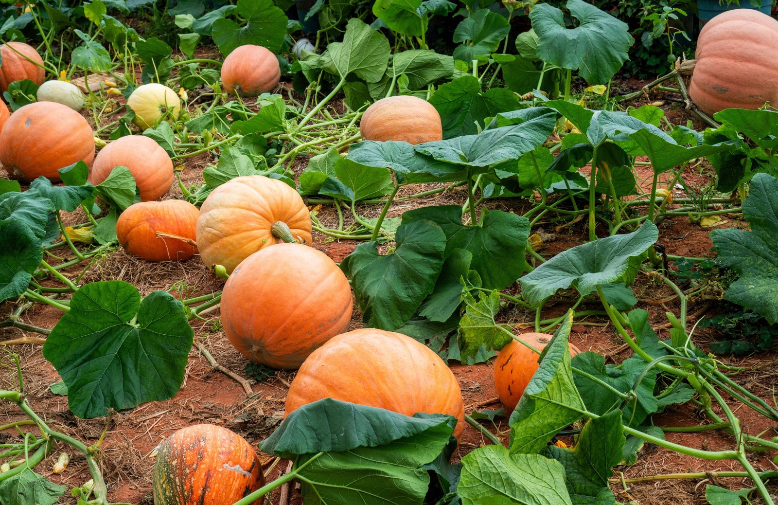 40 SMALL SUGAR PUMPKIN Orange Pie or Carving Cucurbita Pepo Vegetable Seeds