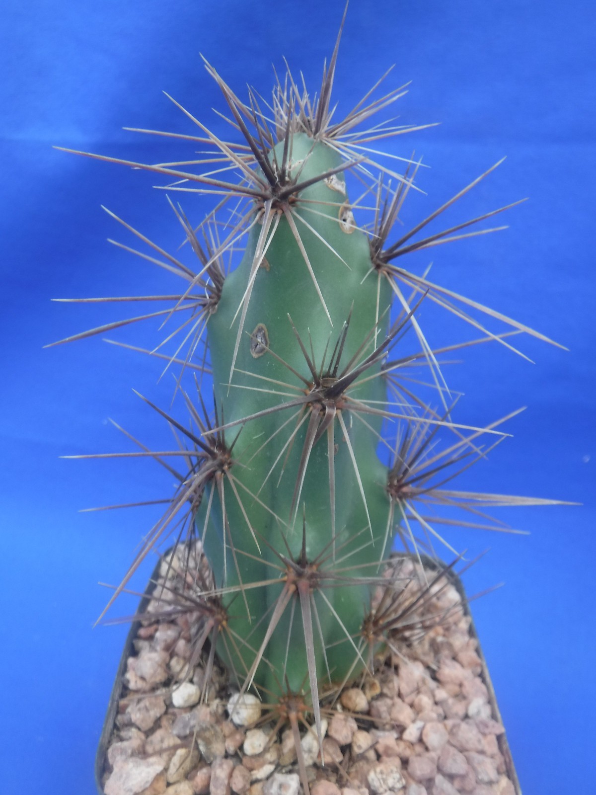 Grusonia emoryi New Mexico Form RARELY OFFERED! 6″ Tall Cold Hardy to 0F!!! C4