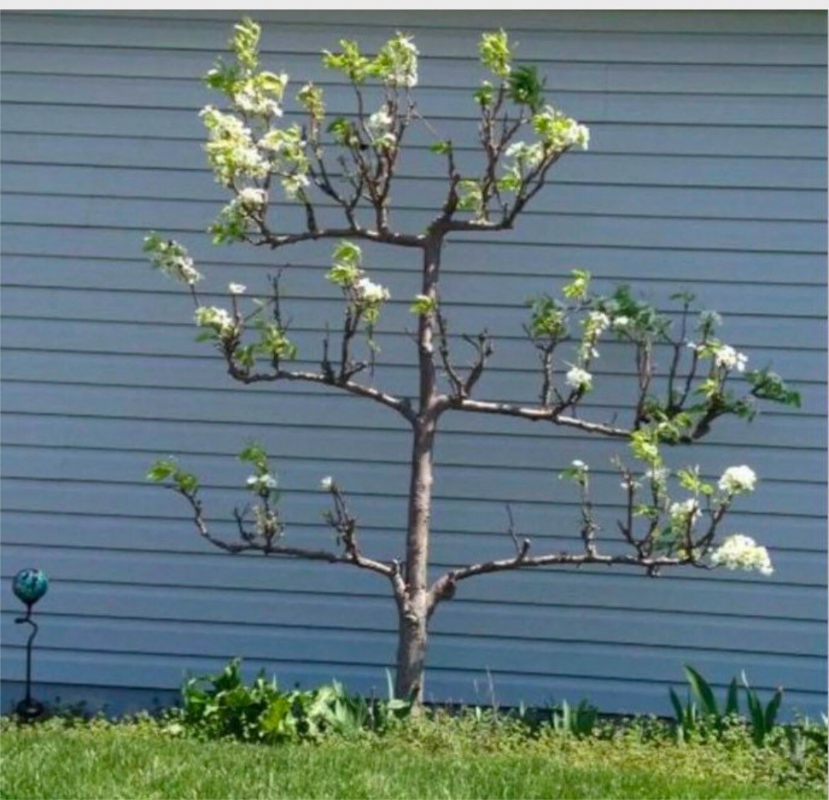 8-12” tall Hosui Asian Pear Tree, grafted plant, potted