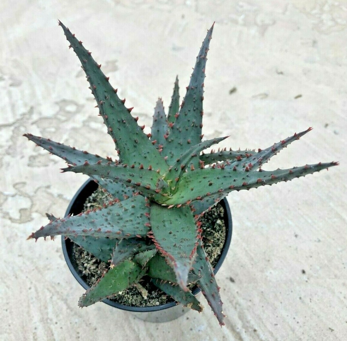 Aloe ‘Wildfire’ PPAF, Comes in a 3.5″ Pot