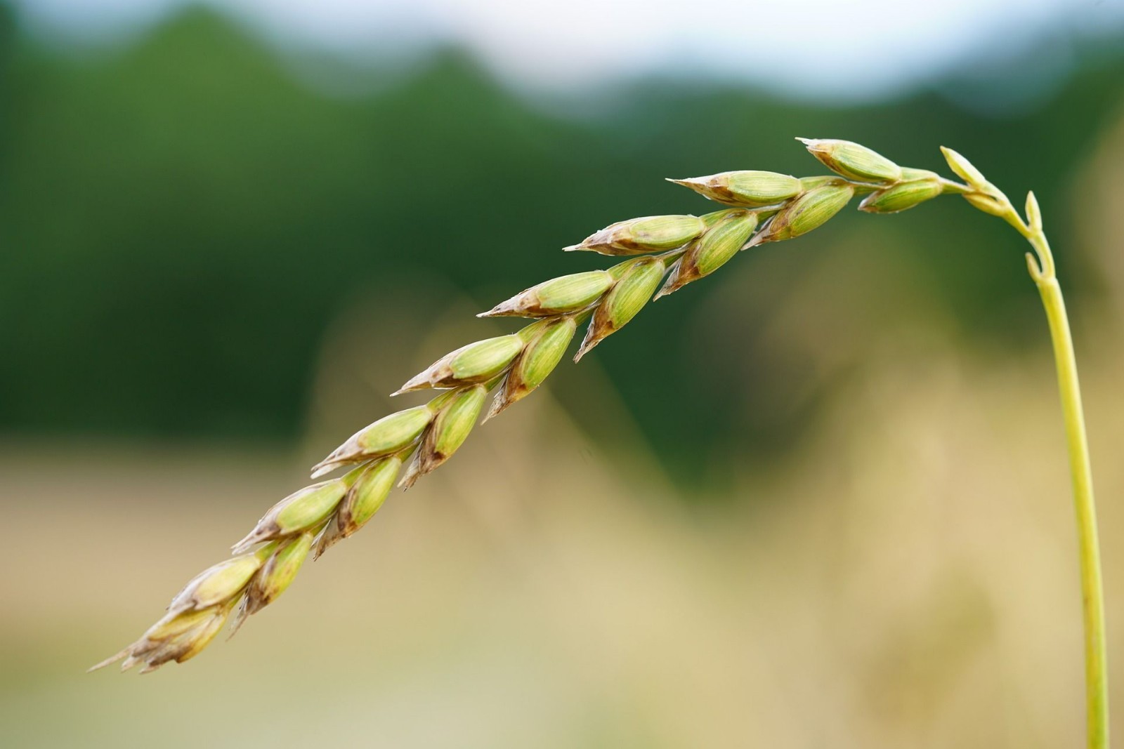 100 Dinkel Spelt Seeds! Organic Heirloom-All Natural Non GMO