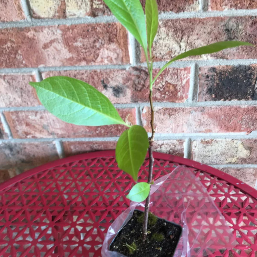 Jane Magnolia Tree, Live Plant, 2.5″ Pot, 6–12″ Tall, No Ship AK, HI, PR