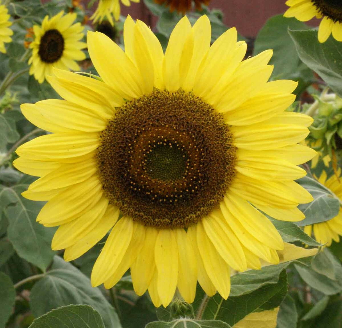 75 Sunflower ‘Lemon Queen’ Flower Seeds Helianthus annuus