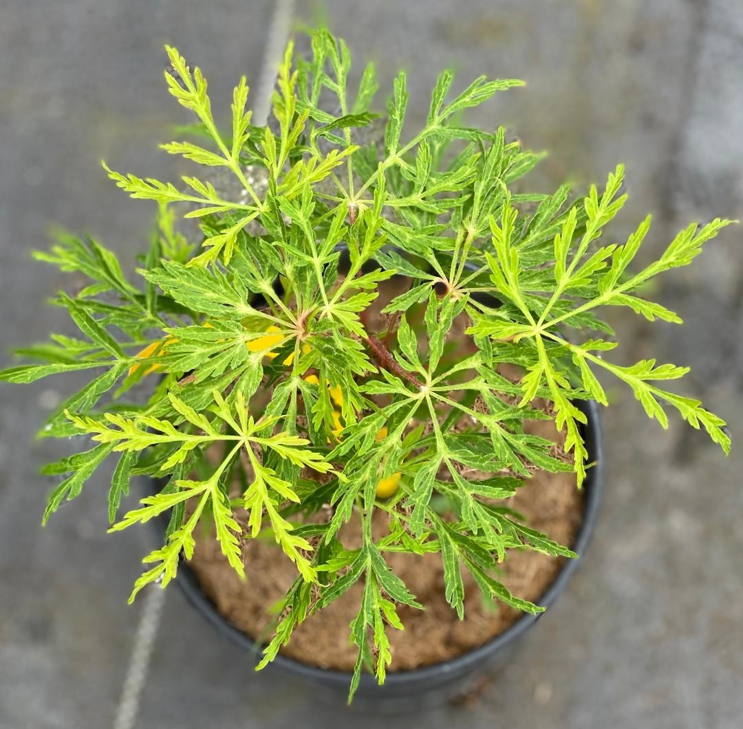 Acer japonicum ‘Fairy Lights’ (Fairy Lights Japanese Maple) one-gallon