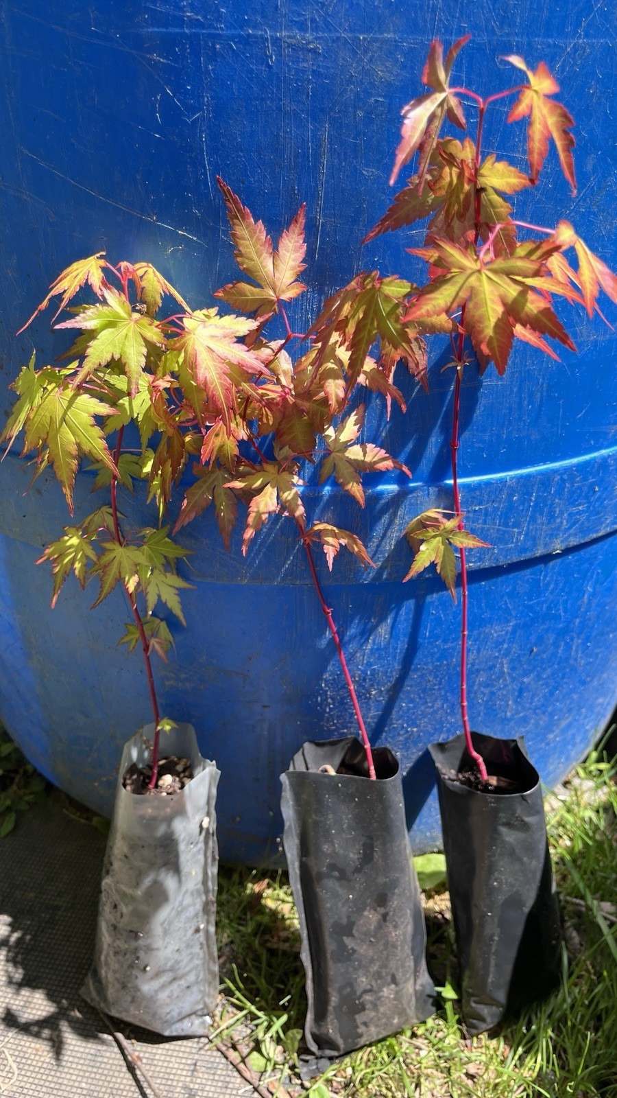 6-12″ tall Acer palmatum ‘Winter Red’ Coral Bark Japanese Maple 1 year old
