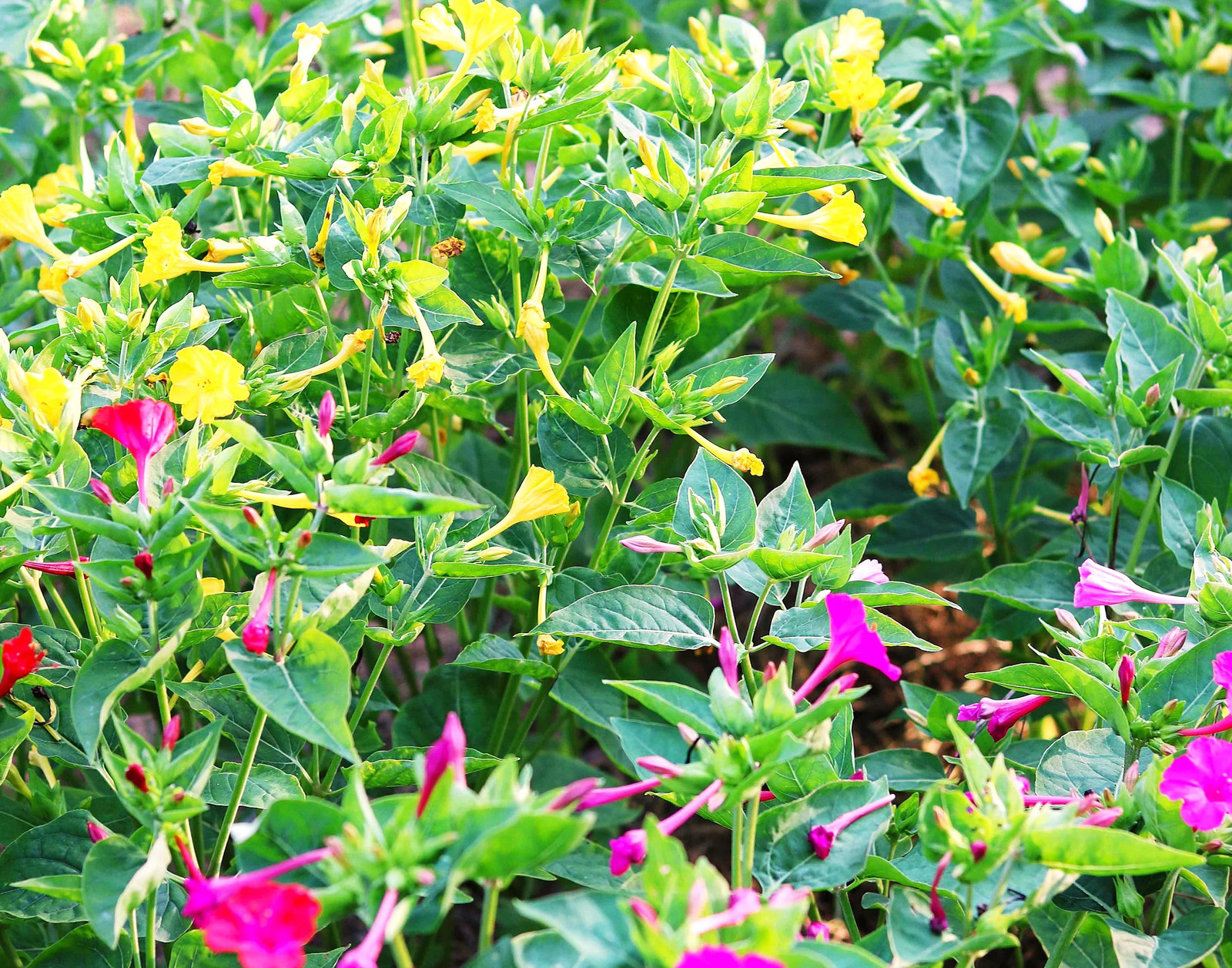 Solid Colors Mix Four O’ Clock Seeds | Mirabilis Rainbow Mixed Flower Seed 2025