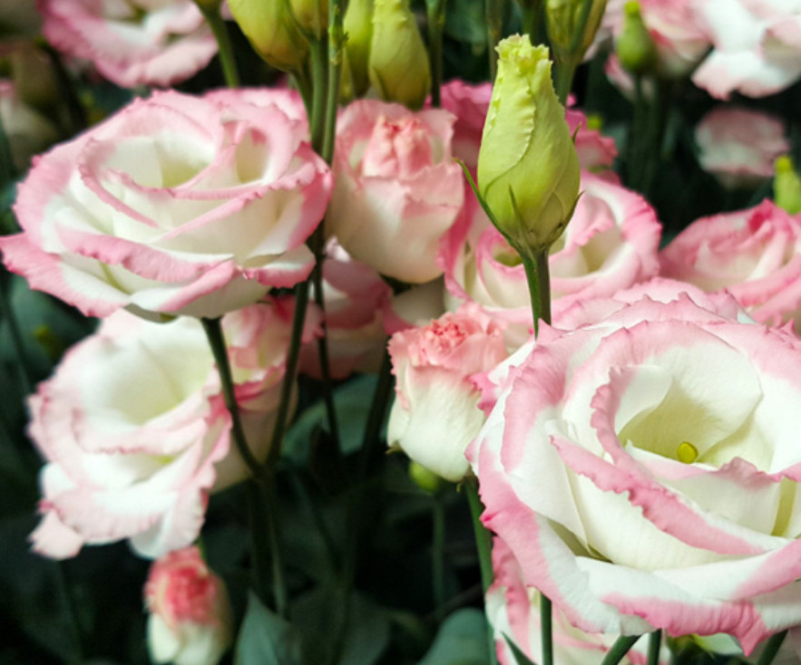 Echo Pink Picotee Lisianthus Plug Plant – 2-4″ Tall – Pink Edged Flowering Plant