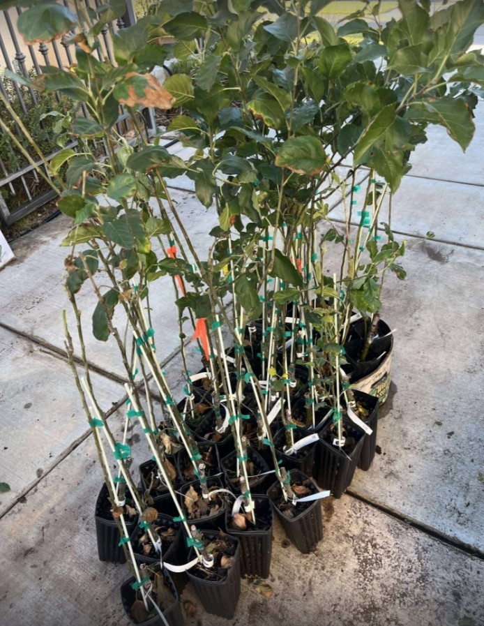 Pink Lady Apple Tree – 24-30″ Tall – Live Plant – Malus domestica ‘Cripps Pink’