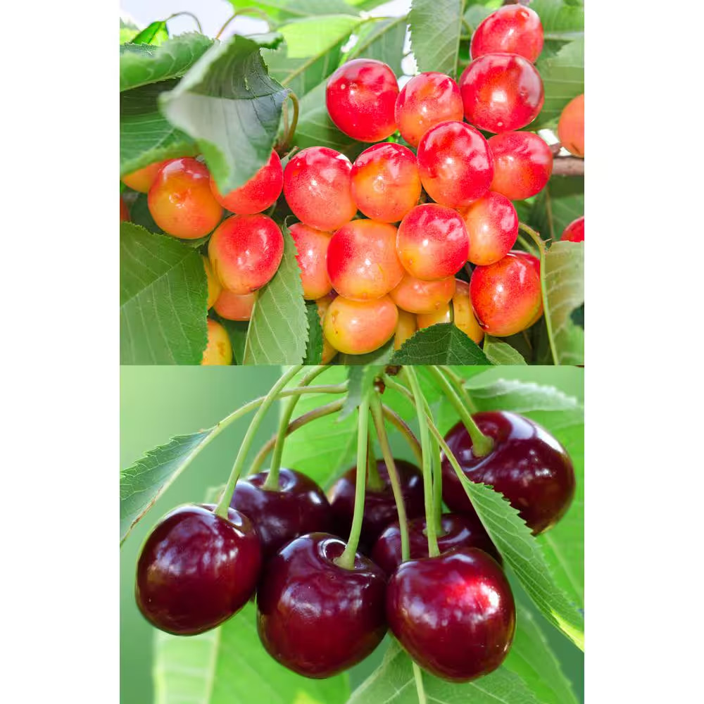 Double Cherry Twist Tree Bare Root