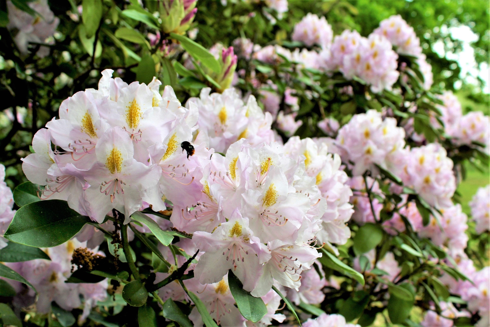 50 MIXED HYBRIDS RHODODENDRON spp Mixed Colors Flower Sun Shade Bush Shrub Seeds