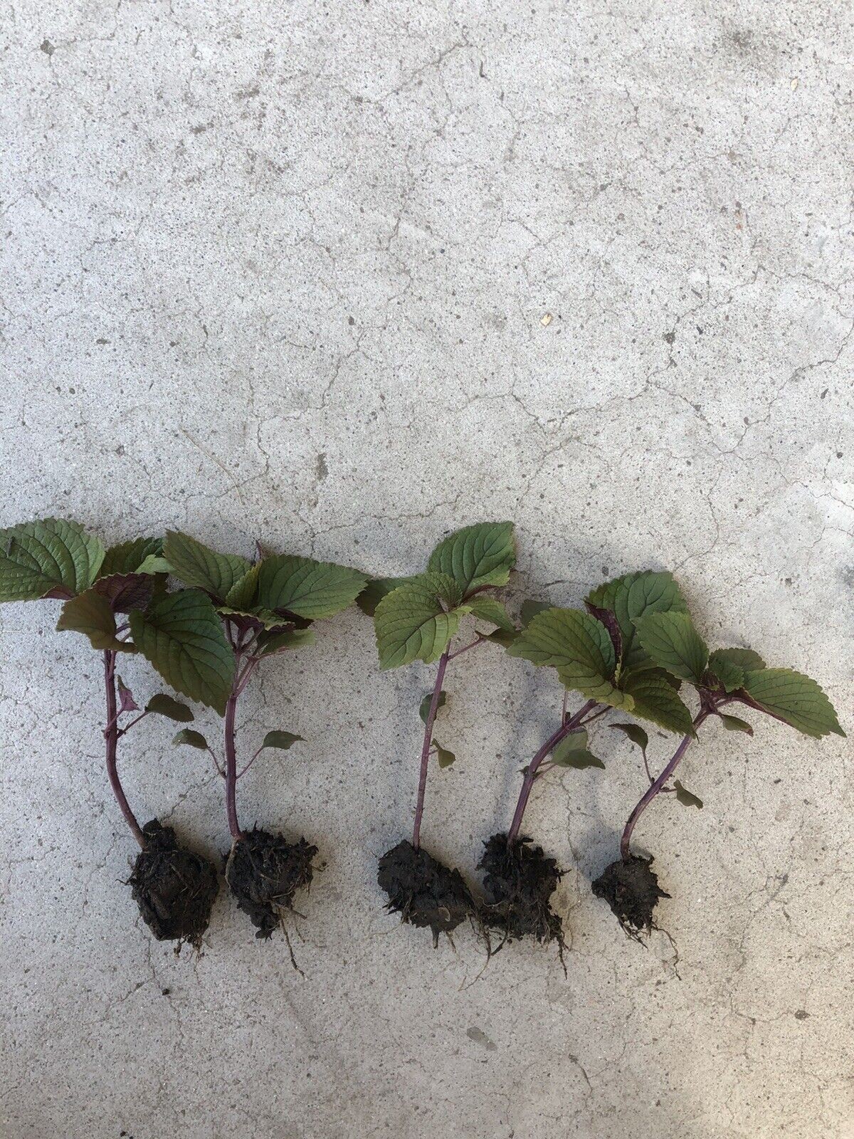 Live Purple Shiso Plants, Perilla, Beefsteak Well Rooted 6″+ tall Plant Herb