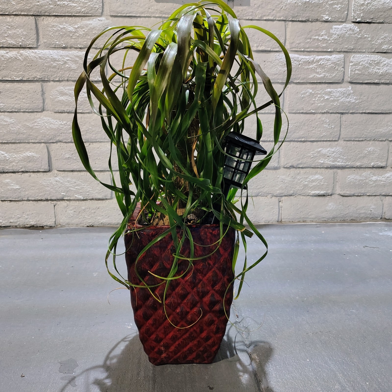 Ponytail Palm (Beaucarnea) Live Potted Houseplant Green 12 in, Red Pot