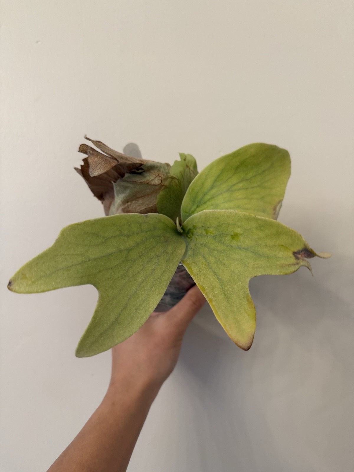 Platycerium Green Wall
