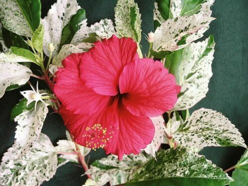 SNOW QUEEN Tropical Hibiscus Plant Variegated Green White Leaves and Red Flower
