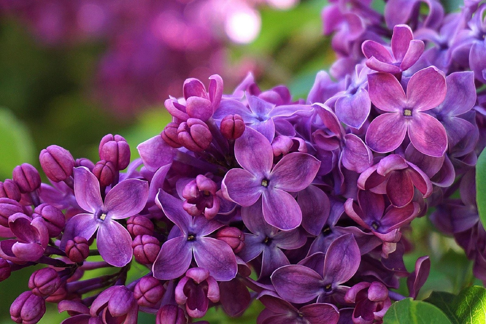 CONGO FRENCH LILAC Syringa vulgaris ‘Congo’ 12+ INCHES LIVE PLANT