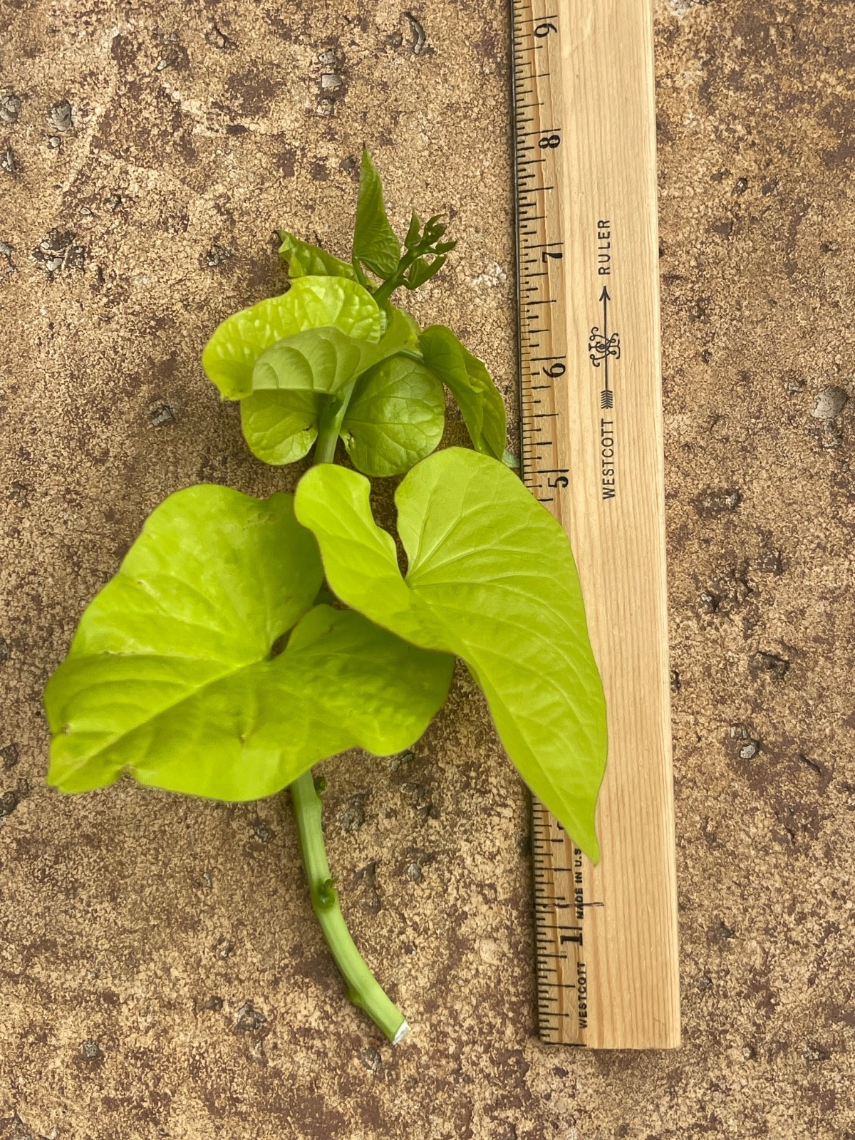 Vibrant Lime Green Sweet Potato Vine – cutting Ipomoea batatas 🌿