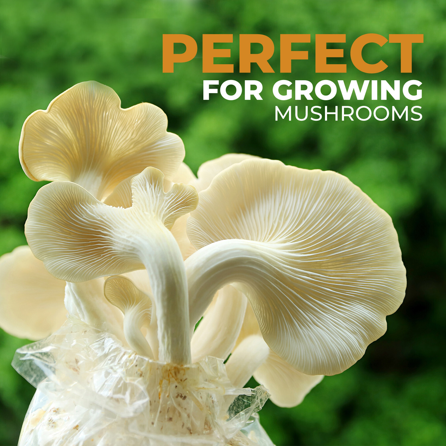 40 Pack, Mushroom Grow and Spawn Bags – Extra Thick – Size 4″ X 3.5″ X 13″