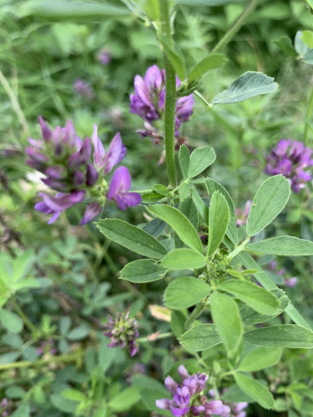 Alfalfa (Medicago sativa) SEEDS