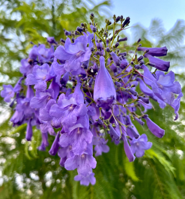 Jacaranda Plant – 2-5″ Tall – Fast Growing Ornamental Tree – zones 9–11