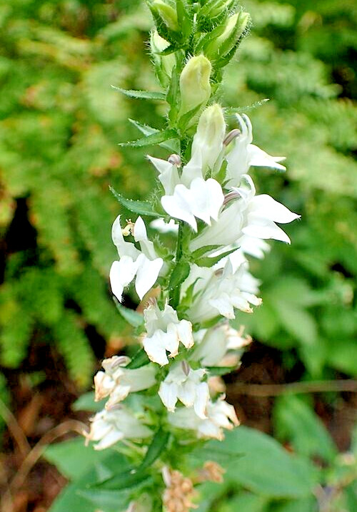Giant white lobelia 253 SEEDS, LOBELIA SIPHILITICA hardy, EZ to grow, USA seller