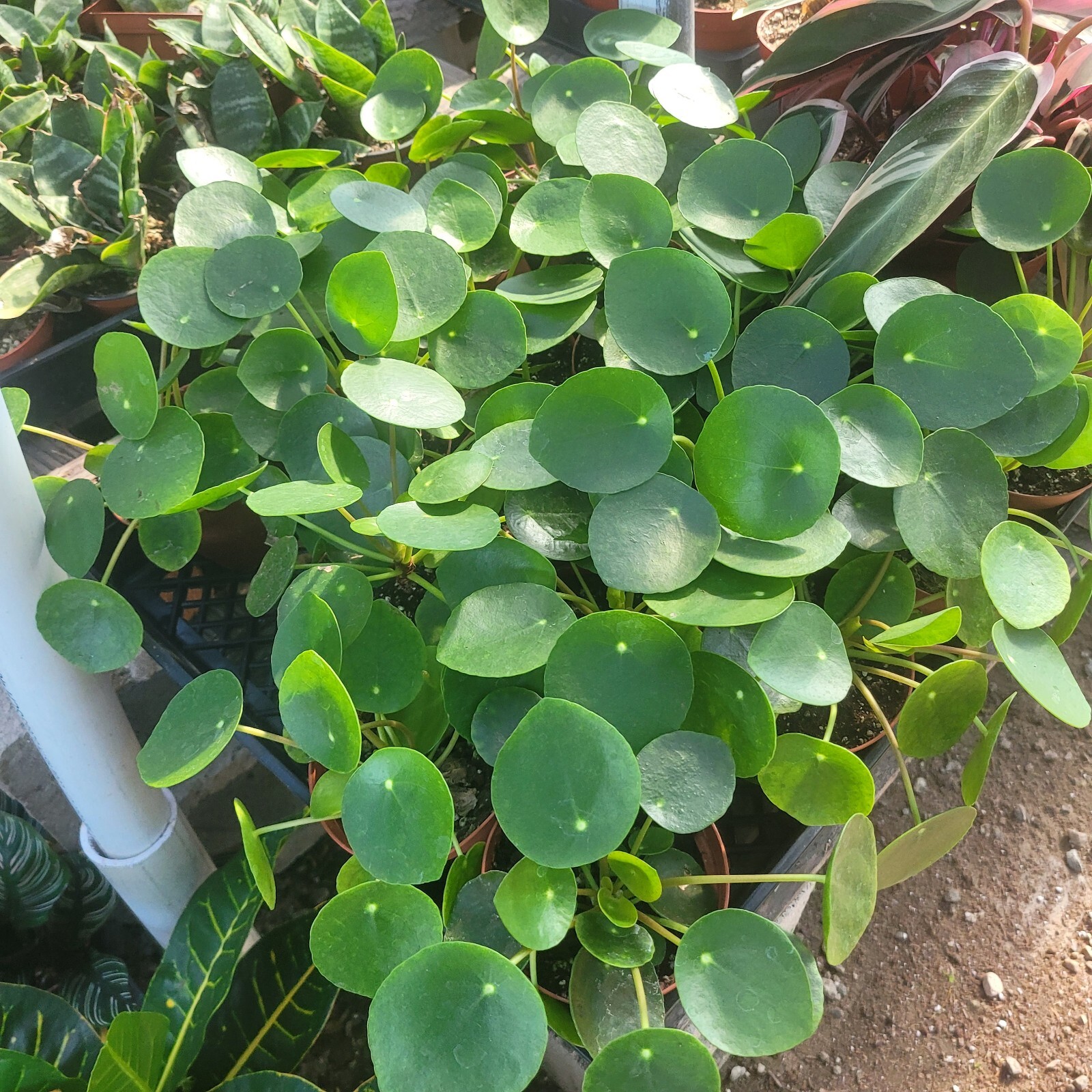 Pilea Peperomioides Chinese Money 4in pot – Chinese Money Plant – UFO Plant