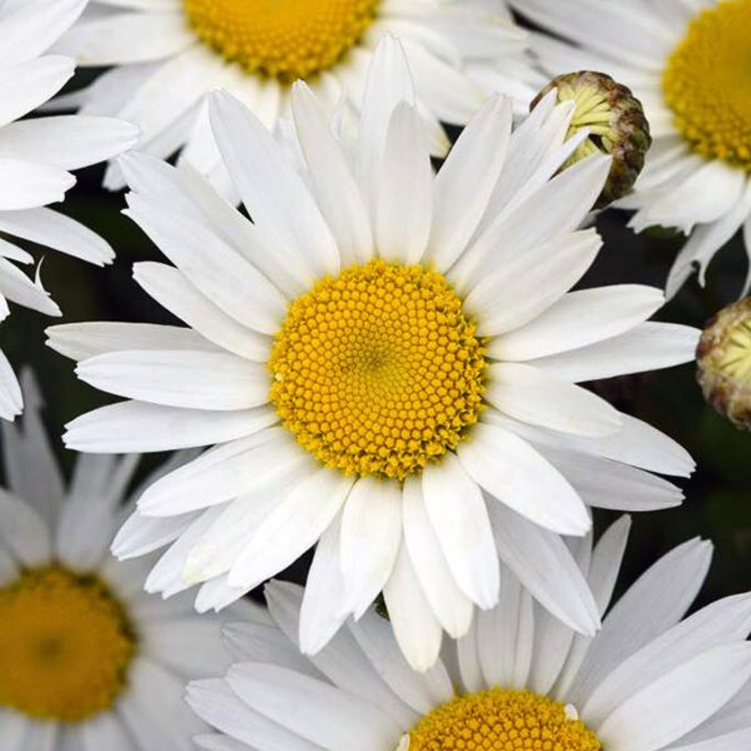 Fresh Elegant Alaska Shasta Daisy Seeds | Heirloom Non-GMO | Flower Seeds