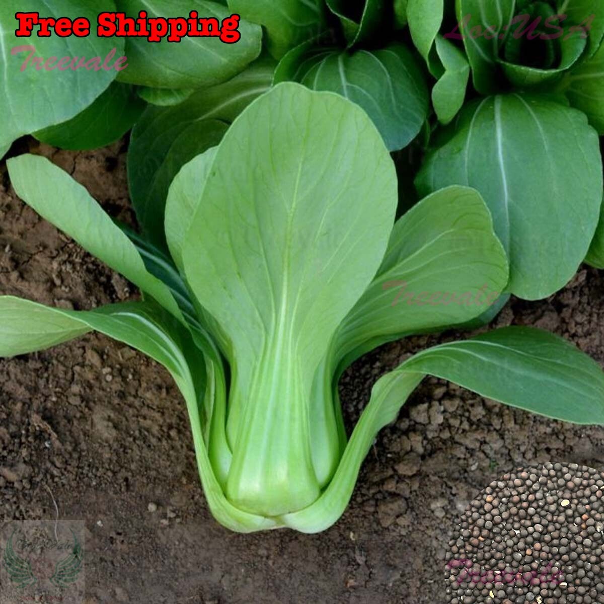 Baby Choi SEEDS | Baby Pak Choi, Pak Choy, Bok Choy Cabbage SEEDS | Non-GMO