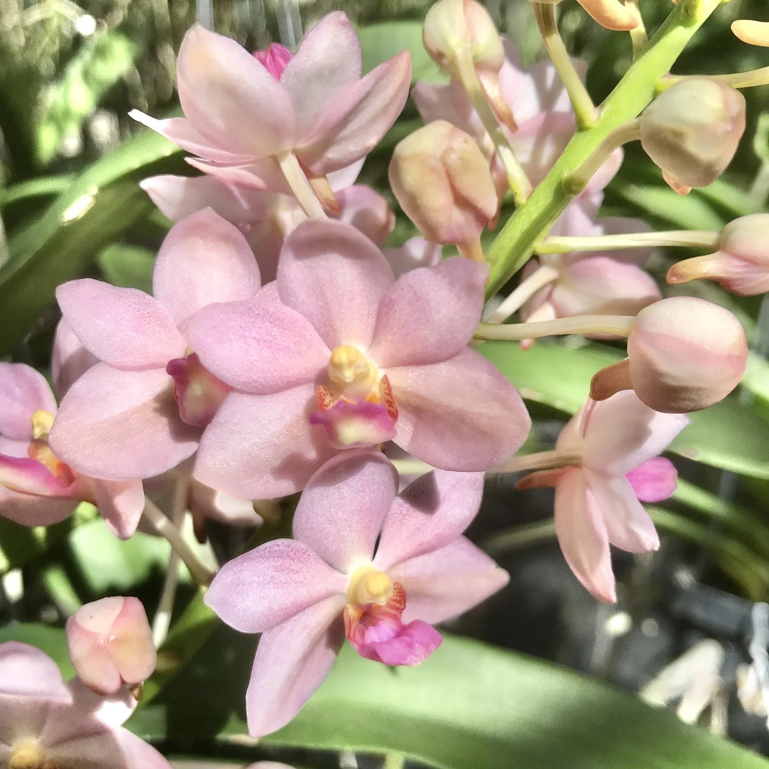 Vanda Orchid (Fragrant) – Kouishiro Ika