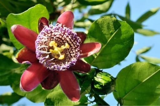 Mixed Passion Flower Seeds – 50+ Passiflora Seeds, Stunning Colors & Exotic Bloo