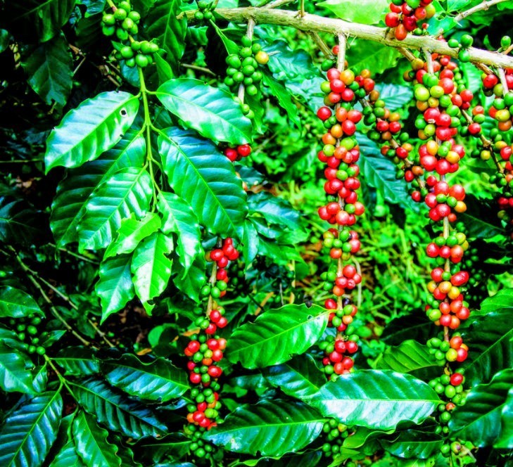 Well Established Coffee Tree – Grow Coffee At Home! – Fruiting Tree
