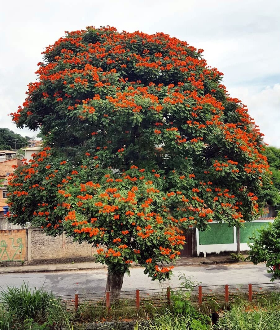 African Tulip Magnolia Flower Tree Seeds Spatho. campanulata Flame of The Forest