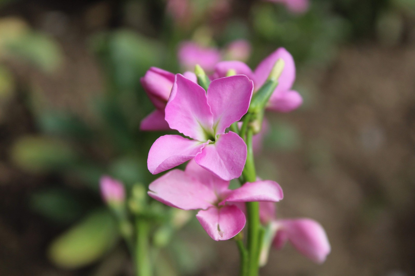 500 MIXED COLORS EVENING SCENTED STOCK Matthiola Bicornis Flower Seeds *Comb S/H