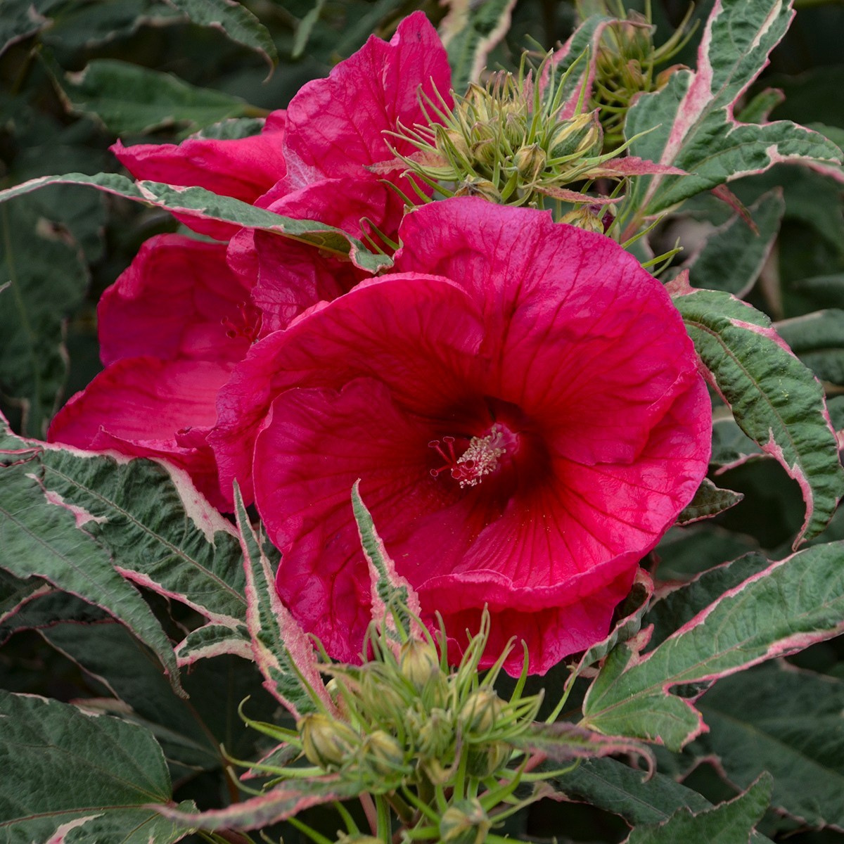 bush hibiscus SUMMER CARNIVAL big flower hardy 2.5″ pot = 1 Live Potted Plant