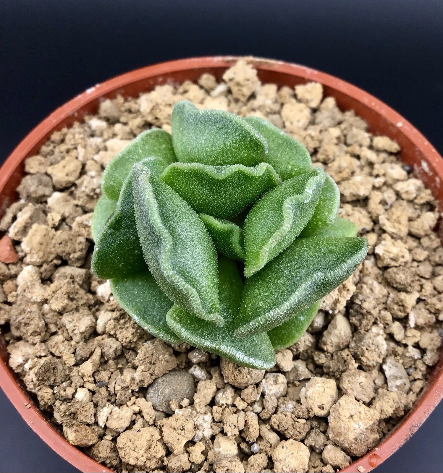 Adromischus Cristatus Crinkle Leaf Plant Live Succulent With Roots FREE SHIPPING